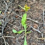 Oreochrysum parryi ᱮᱴᱟᱜ