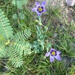 Eustoma exaltatum Cvet