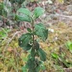 Cistus salviifoliusBlad