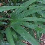 Iris japonica Leaf