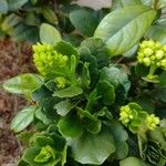 Kalanchoe blossfeldianaFlower