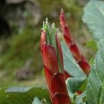 Rhododendron macabeanum Meyve