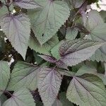 Ageratina altissima Folha