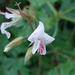 Pelargonium multicaule ᱵᱟᱦᱟ