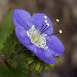 Phacelia viscida Cvet