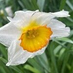 Narcissus × medioluteus പുഷ്പം