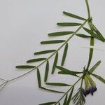 Vicia peregrina Hoja