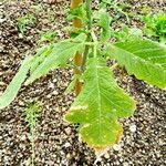 Nasa triphylla Hoja