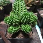 Euphorbia susannae Feuille
