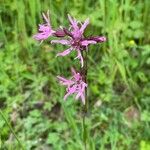 Silene flos-cuculiBlüte