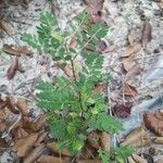 Phyllanthus urinaria Leaf