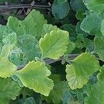 Teucrium botrys Leaf