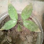 Talisia esculenta 葉