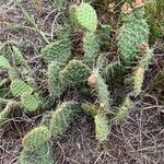 Opuntia polyacantha Leaf