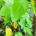 Cornus officinalis Hoja