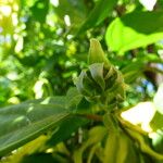 Cananga odorata Flower