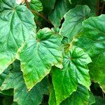 Begonia formosana Habit