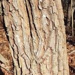 Oxydendrum arboreum 树皮
