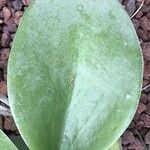 Kalanchoe orgyalis List