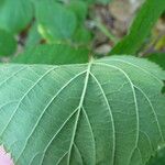 Rubus nigricans autre