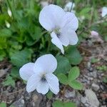 Viola blanda Çiçek