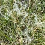 Stipa pennata Fruit