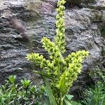 Veratrum album Habit