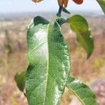 Pseudocalyx saccatus Leaf