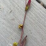 Persicaria sagittata Ліст