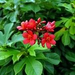 Jatropha integerrima Flower