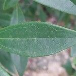 Viburnum propinquum Leaf