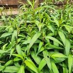 Persicaria odorata Blad