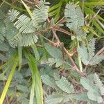 Mimosa pudicaBlatt