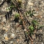 Tribulus terrestris Лист