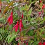 Fuchsia magellanicaÇiçek