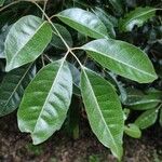 Aglaia elaeagnoidea Deilen