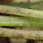 Asplenium macrophlebium Leaf