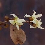 Hexalobus monopetalus फूल