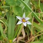 Sisyrinchium rosulatum പുഷ്പം