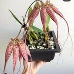 Bulbophyllum longiflorum Květ