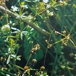 Galium uliginosum Агульны выгляд