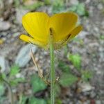 Ranunculus tuberosus Kwiat