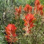 Castilleja miniata Flor