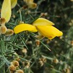 Ulex europaeusBlomma