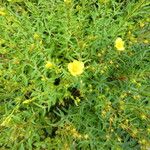 Helianthemum oelandicum Habitat