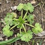 Ranunculus parviflorus Leaf