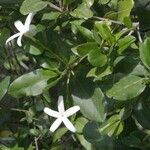 Atractocarpus platixylon Flower