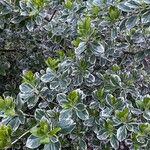 Euonymus fortunei ഇല