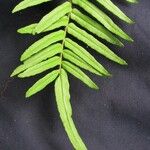 Pteris longifolia Інше