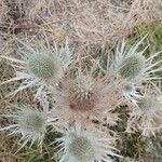 Eryngium spinalba 花